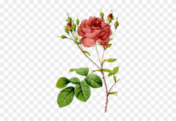 Photo From Album "цветы Винтаж" On - Les Roses 1817 By Redoute Photo From Album "цветы Винтаж" On - Les Roses 1817 By Redoute