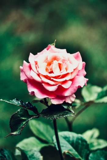 Photo of a Blossoming Rose Flower Head