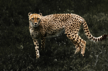 Photo of a Cheetah Photo of a Cheetah