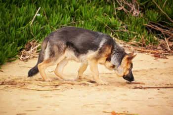 Photo of a German Shepherd Sniffing Photo of a German Shepherd Sniffing