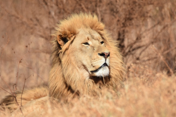 Photo of a Lion Photo of a Lion