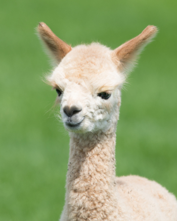 Photo Of A Llama Photo Of A Llama