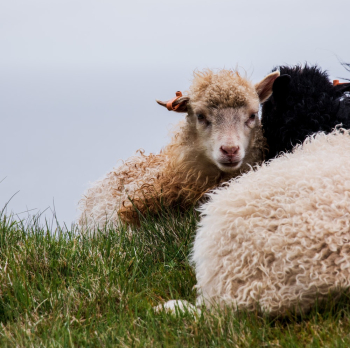 Photo Of A Sheep Photo Of A Sheep