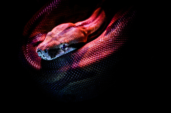 Photo Of A Snake Photo Of A Snake