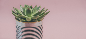 Photo of a Succulent Plant Photo of a Succulent Plant