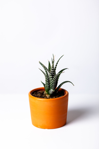 Photo of a Succulent Plant in a Brown Pot Photo of a Succulent Plant in a Brown Pot