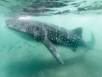 Photo of a Whale Shark Underwater Photo of a Whale Shark Underwater