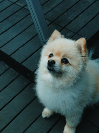 Photo of a White Pomeranian Puppy Photo of a White Pomeranian Puppy