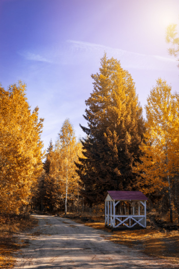 Photo of a Wooden Shed