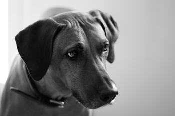 Photo Of Adult Dog Photo Of Adult Dog