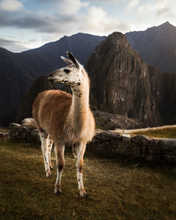 Photo Of An Animal Photo Of An Animal