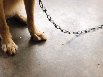Photo of Animal With Leash Photo of Animal With Leash