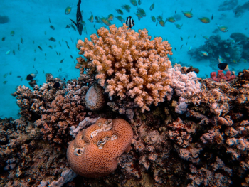 Photo Of Aquatic Creatures Photo Of Aquatic Creatures