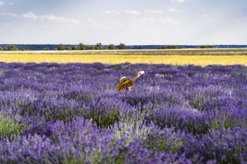 Photo Of Bed Of Lavender Flowers Photo Of Bed Of Lavender Flowers