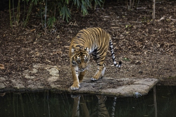 Photo of Bengal Tiger Standing Next to Body of Water
