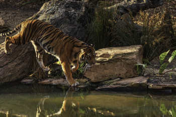 Photo of Bengal Tiger Walking Near Body of Water Photo of Bengal Tiger Walking Near Body of Water