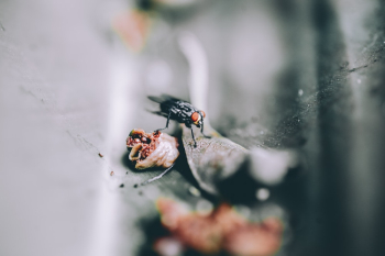 Photo Of Black Fly Photo Of Black Fly