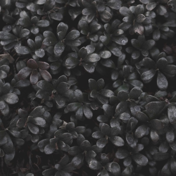 Photo of Black Petaled Flowers Photo of Black Petaled Flowers