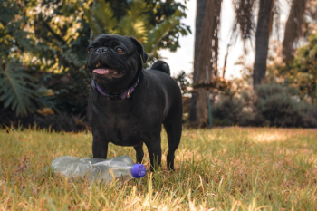 Photo of Black Pug Standing in Front of Clear Plastic Bottle Photo of Black Pug Standing in Front of Clear Plastic Bottle