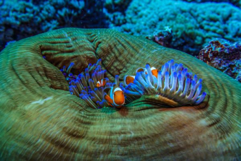 photo of blue sea anemone and clown fish photo of blue sea anemone and clown fish