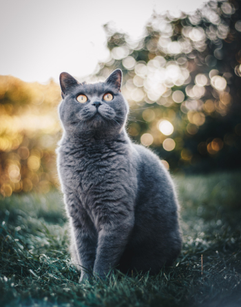 Photo of British Shorthair Cat Sitting on Grass Field Photo of British Shorthair Cat Sitting on Grass Field