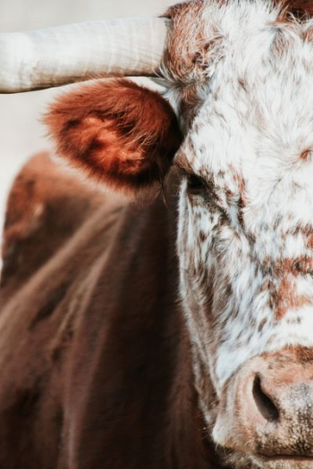 photo of brown cow photo of brown cow