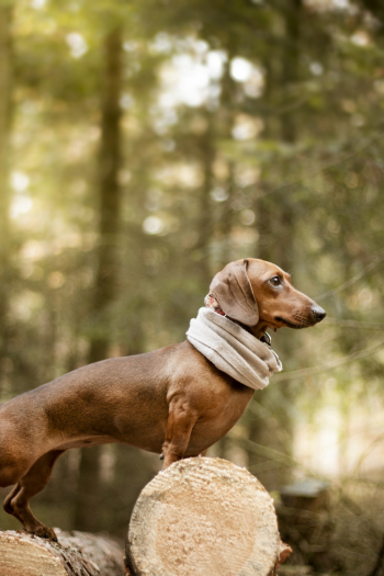 Photo of Brown Dachshund Standing on Wooden Logs Photo of Brown Dachshund Standing on Wooden Logs
