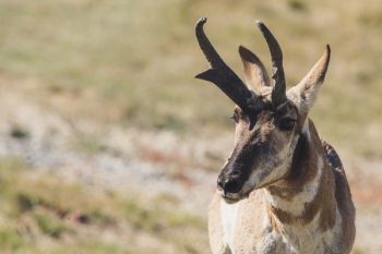 Photo Of Brown Horned Animal Photo Of Brown Horned Animal