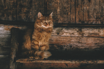 Photo of Brown Persian Cat on Ladder Photo of Brown Persian Cat on Ladder