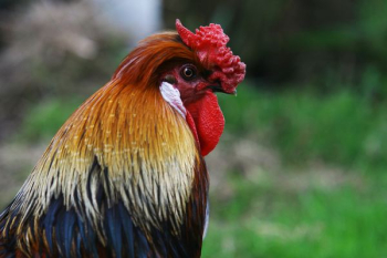 photo of brown rooster photo of brown rooster