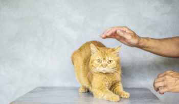 Photo of Brown Tabby Cat Photo of Brown Tabby Cat