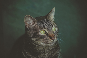 Photo of Brown Tabby Cat Photo of Brown Tabby Cat