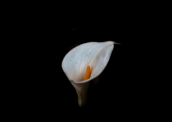 photo of Calla lily photo of Calla lily