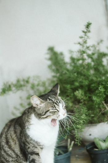 Photo Of Cat Yawning Photo Of Cat Yawning