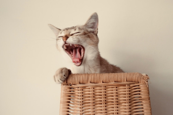 Photo of Cat Yawning Photo of Cat Yawning