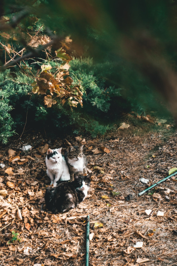 Photo Of Cats Photo Of Cats