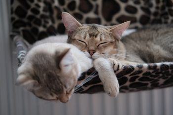 Photo Of Cats Sleeping Together Photo Of Cats Sleeping Together