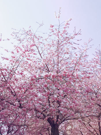 Photo of Cherry Blossom Tree Photo of Cherry Blossom Tree