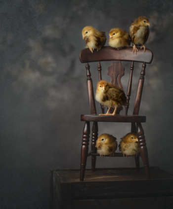 Photo of Chicks Perched on Wooden Chair Photo of Chicks Perched on Wooden Chair