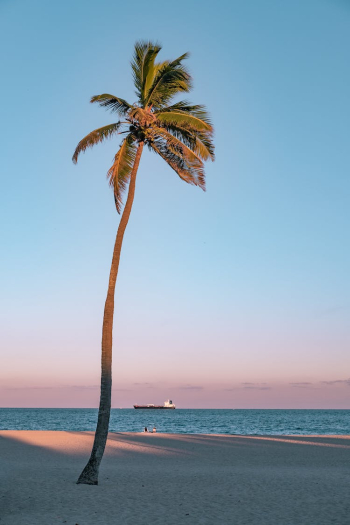 Photo of Coconut Tree On Seashore