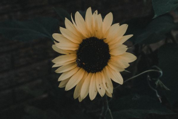 photo of common sunflower photo of common sunflower