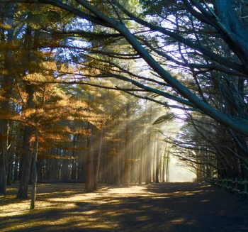 Photo of Crepuscular Rays Through Trees Photo of Crepuscular Rays Through Trees