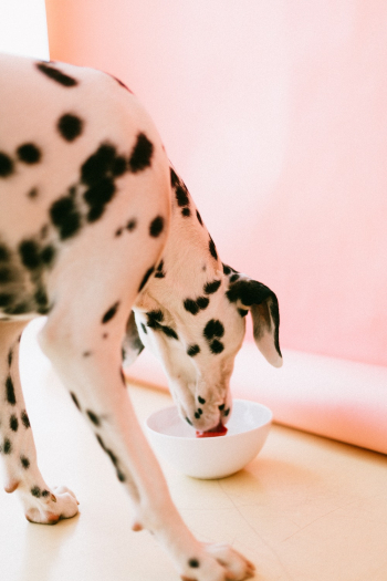 Photo of Dalmatian Dog Drinking on Bowl Photo of Dalmatian Dog Drinking on Bowl