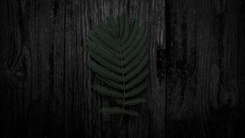 Photo of Dark Green Fern Leaves Photo of Dark Green Fern Leaves