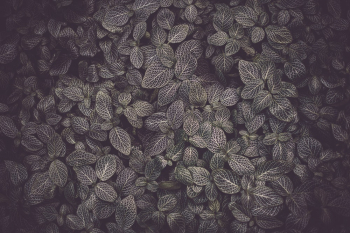 Photo of Dark Green Leaves Photo of Dark Green Leaves