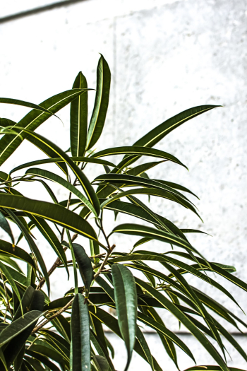 Photo of Dark Green Leaves Photo of Dark Green Leaves