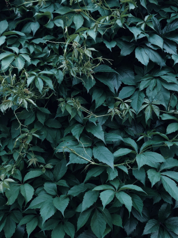 Photo of Dark Green Leaves Photo of Dark Green Leaves