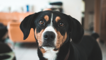 Photo Of Dog Photo Of Dog