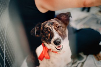 Photo of Dog Looking Photo of Dog Looking