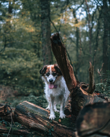 Photo Of Dog Sitting On Tree Trunk Photo Of Dog Sitting On Tree Trunk